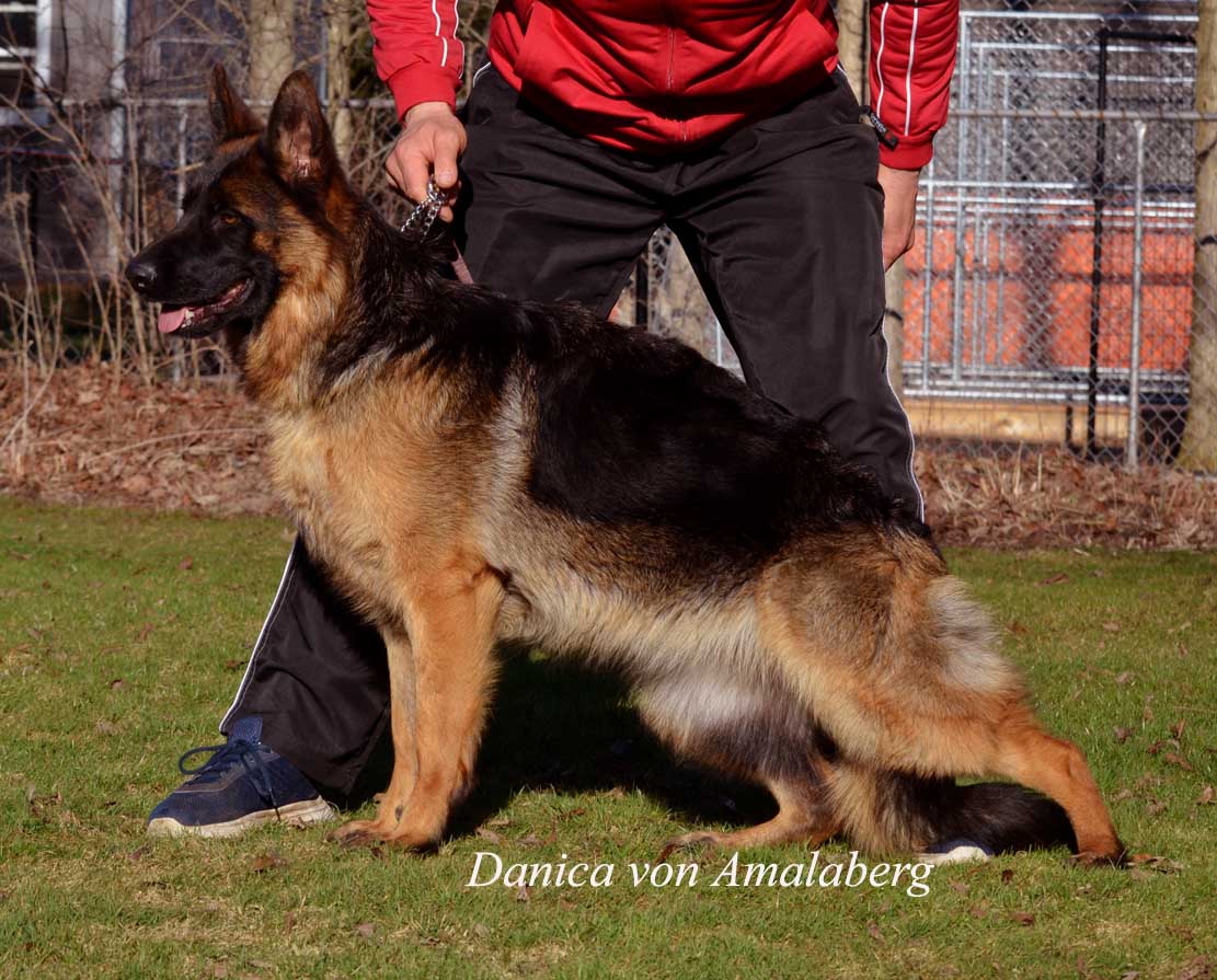 Amalaberg kennels clearance